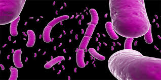 تحقیق و مقاله در مورد باکتری بروسلا