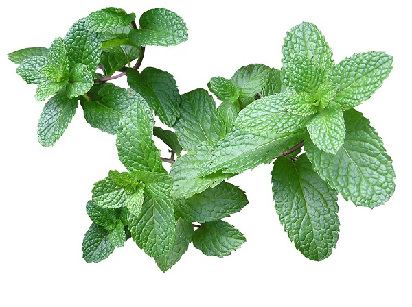 نعناع، گیاهی با خواص فراوان نعناع، گیاهی با خواص فراوان